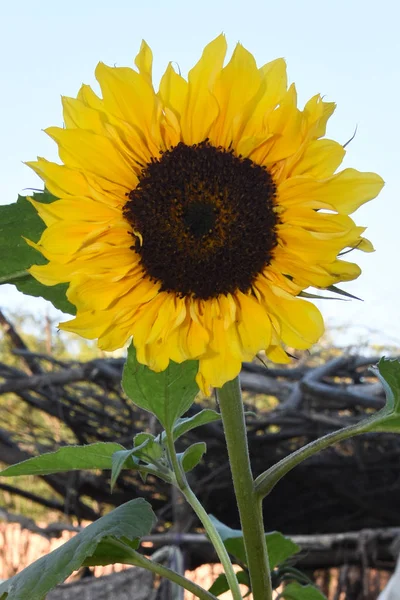 Sunflower Views Field — 스톡 사진