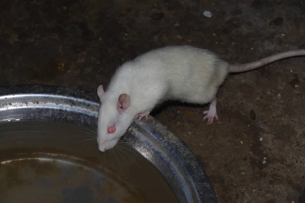 Fareler patlamış mısır ve granülü birlikte yerler.