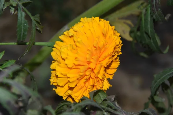 Rajasthan 'da bir tarlada yetişen bir gül çiçeğinin üzerinde oturmuş kadife çiçeğinin bal suyunu içiyorum.
