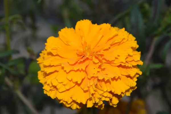 Sitzt Auf Einer Rosenblüte Die Auf Einem Feld Rajasthan Gewachsen — Stockfoto