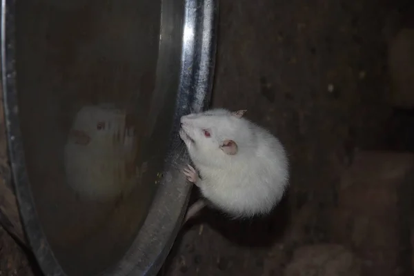 Mice eat popcorn and granule together