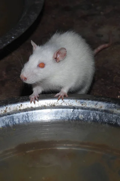 マウスは一緒にポップコーンと顆粒を食べる — ストック写真