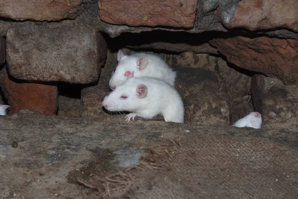 Los Ratones Comen Palomitas Maíz Gránulos Juntos — Foto de Stock