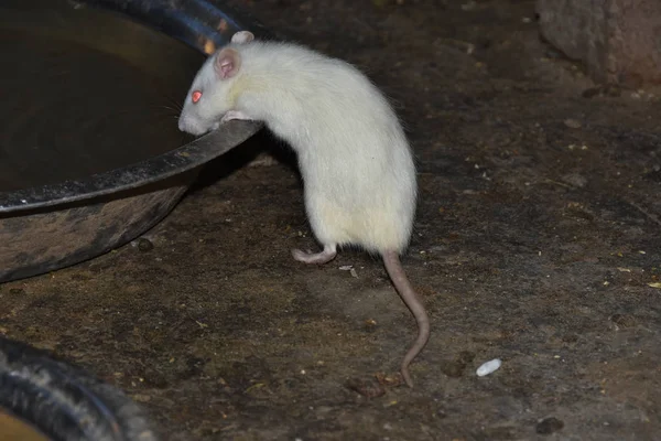 Fareler patlamış mısır ve granülü birlikte yerler.