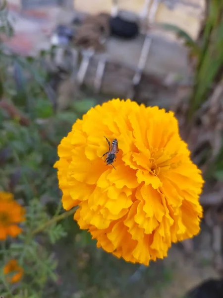 Sitzt Auf Einer Rosenblüte Die Auf Einem Feld Rajasthan Gewachsen — Stockfoto