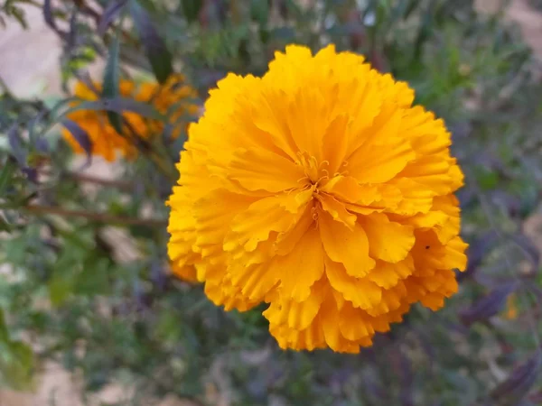 Rajasthan 'da bir tarlada yetişen bir gül çiçeğinin üzerinde oturmuş kadife çiçeğinin bal suyunu içiyorum.