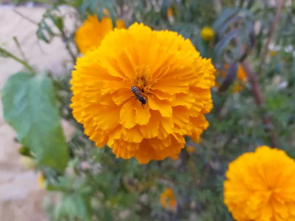 Rajasthan 'da bir tarlada yetişen bir gül çiçeğinin üzerinde oturmuş kadife çiçeğinin bal suyunu içiyorum.