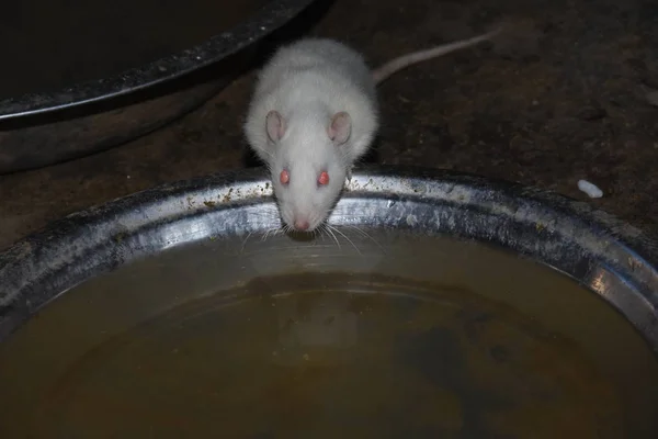 Möss Äter Popcorn Och Granule Tillsammans — Stockfoto