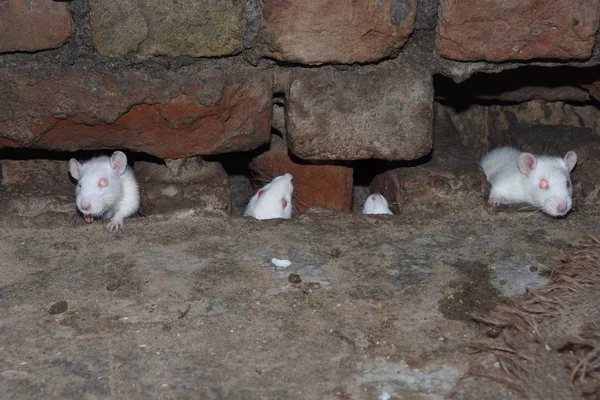 Fareler patlamış mısır ve granülü birlikte yerler.