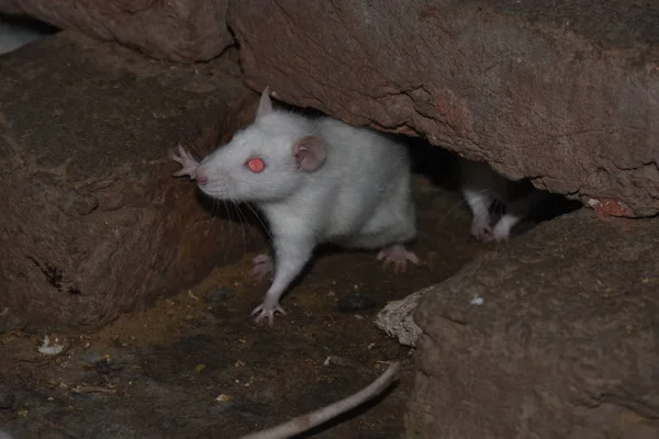 Bazı beyaz fareler patlamış mısır ve bhelpuri yer ve su içerler.