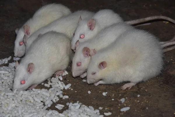 Algunas Ratas Blancas Comen Palomitas Maíz Bhelpuri Lugar Beben Agua — Foto de Stock