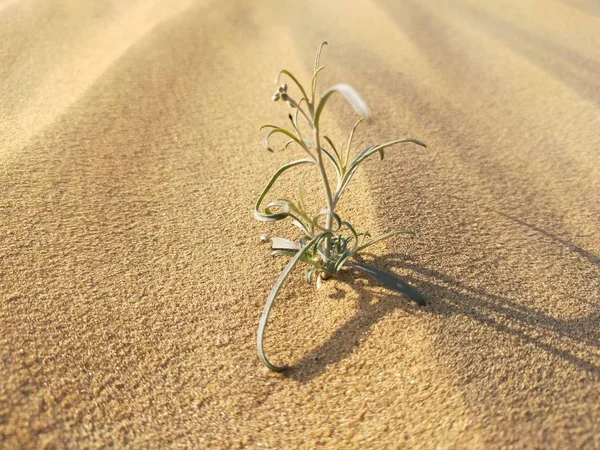 Rajasthan 'ın kumlu kumullarında yabani bitki