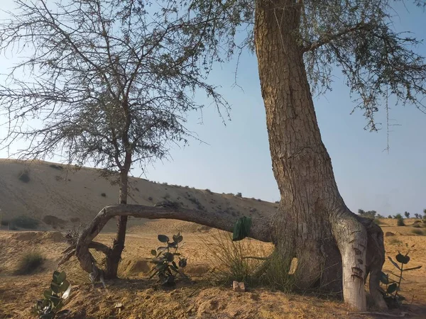 Rajasthan 'lı Kheyeşim ağacının bir dalı başka bir ağacı kavradı.