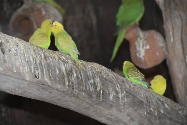Ağaç dalında oturan sarı bir kuş