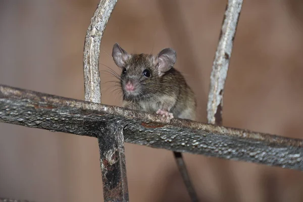 Las Ratas Miran Desde Pequeño Agujero — Foto de Stock