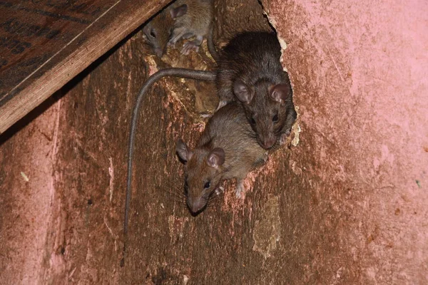 Tres Ratones Blancos Asomándose Cuenta — Foto de Stock