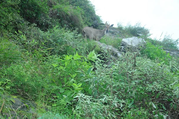 Hari ağacının ortasında duran bir geyik.