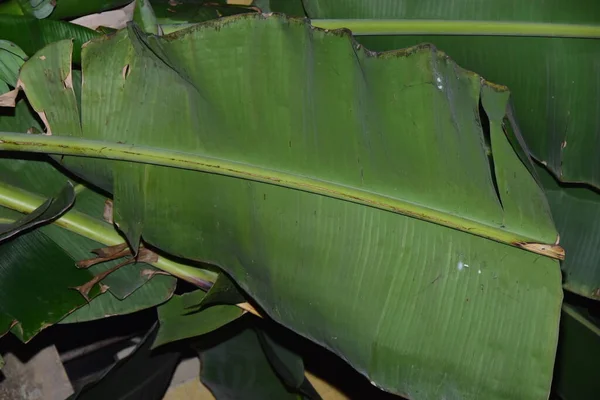 Muz ağacından sarkan muz sürüsü