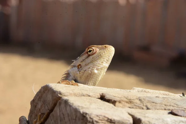 Tahta bir sopanın üzerinde yemek arayan bir bukalemun.