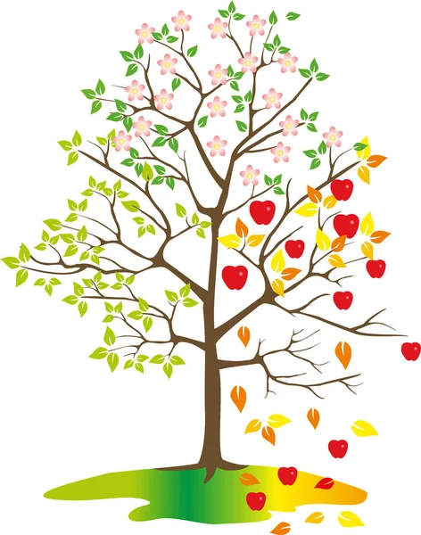 Strom s jablky, roční období — Stockový vektor