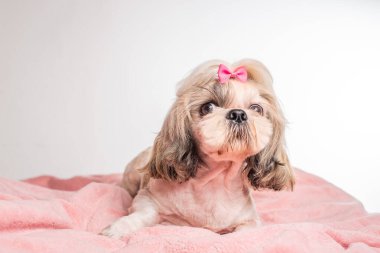 Güzel shih tzu köpeğinin beyaz arka planda pembe ekoseye uzanmış görüntüsü. 