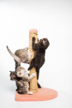 Şirin gri tüylü kedi yavrularının yakın plan görüntüsü.