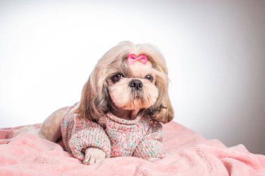 Beyaz arka planda pembe ekoseli sevimli shih tzu köpeğinin yakın plan görüntüsü