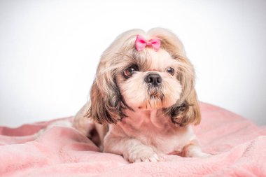 Beyaz arka planda pembe ekose üzerinde uzanan sevimli shih tzu köpeğinin yakın plan görüntüsü