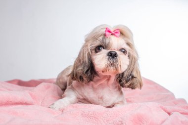 Güzel shih tzu köpeğinin beyaz arka planda pembe ekoseye uzanmış görüntüsü.