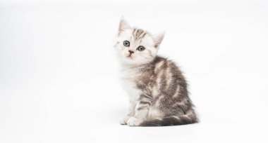 Beyaz arka planda sevimli gri tüylü kedi yavrusunun yakın plan görüntüsü 