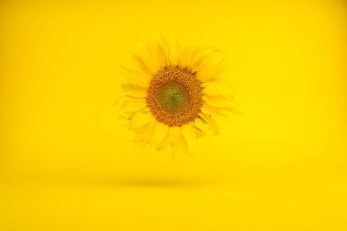 Sarı arkaplanda güzel sarı ayçiçeğinin yakın plan görüntüsü