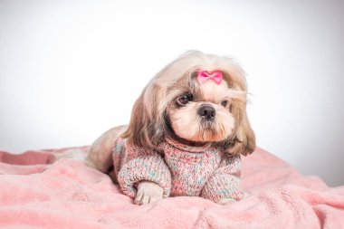 Beyaz arka planda pembe ekoseli sevimli shih tzu köpeğinin yakın plan görüntüsü