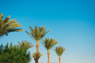 Güzel tropikal yeşil palmiye ağaçları mavi gökyüzüne karşı
