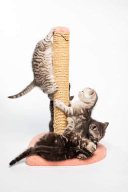 Gri tüylü kedi yavrularının birlikte oynadığı yakın plan görüntüler.