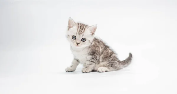 Zblízka Pohled Rozkošné Nadýchané Kotě Bílém Pozadí — Stock fotografie