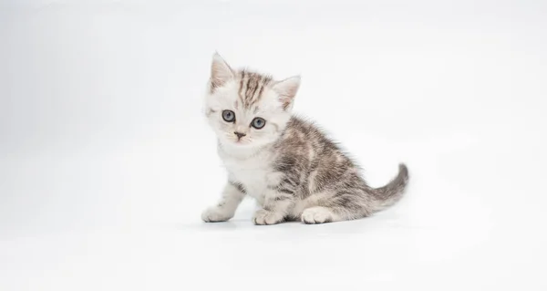 Vue Rapprochée Adorable Chaton Moelleux Sur Fond Blanc — Photo