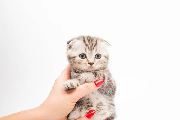 Corte Tiro Mulher Segurando Adorável Cinza Fofo Gatinho — Fotografia de Stock