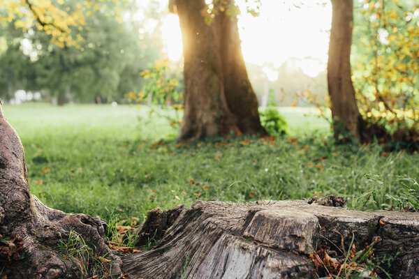 close-up view of tree stump and green grass in beautiful forest in the morning
