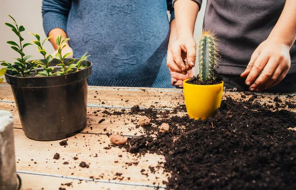 Recortado Tiro Personas Trasplantando Planta Casa Nueva Olla Mesa Madera — Foto de Stock