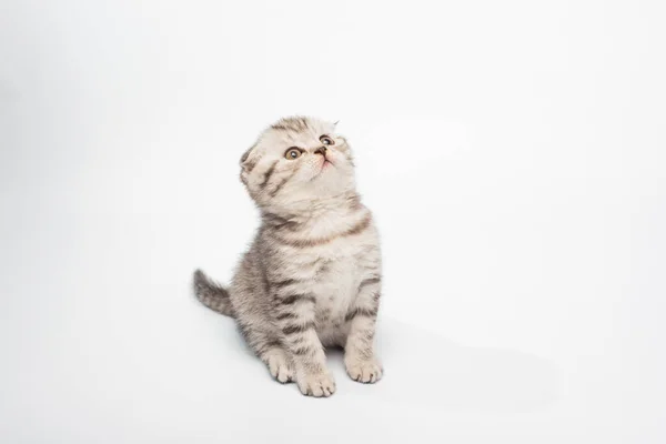 Close Uitzicht Van Schattige Grijze Kitty Zitten Omhoog Kijken — Stockfoto