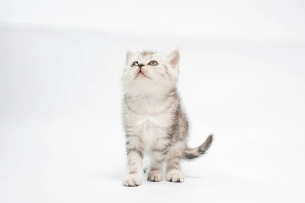 Крупный План Милого Серого Пушистого Котенка Белом Фоне — стоковое фото