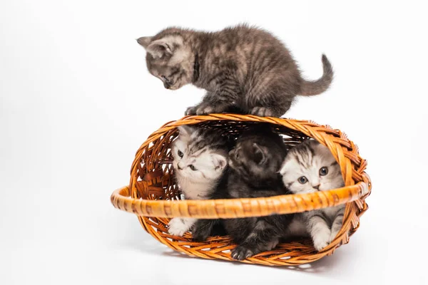 Primer Plano Vista Adorable Gatitos Jugando Cesta — Foto de Stock