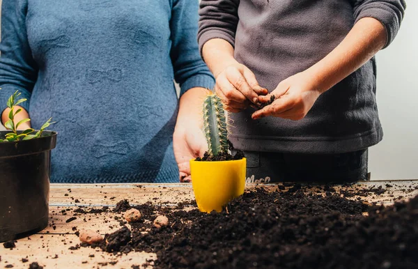 Recortado Tiro Personas Trasplantando Planta Casa Nueva Olla Mesa Madera — Foto de Stock