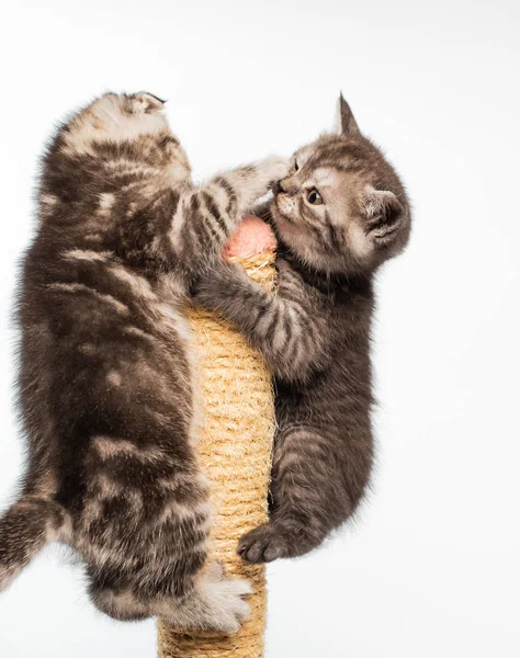 Close View Adorable Active Fluffy Kittens Playing Together — Stock Photo, Image