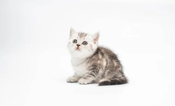 Vue Rapprochée Adorable Chaton Moelleux Sur Fond Blanc — Photo