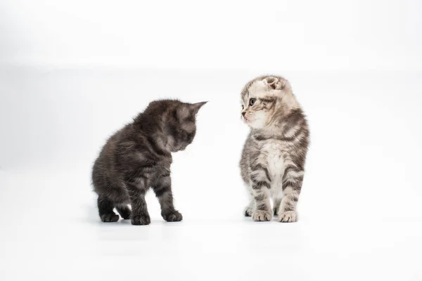 Adorables Gatitos Grises Esponjosos Sobre Fondo Blanco — Foto de Stock