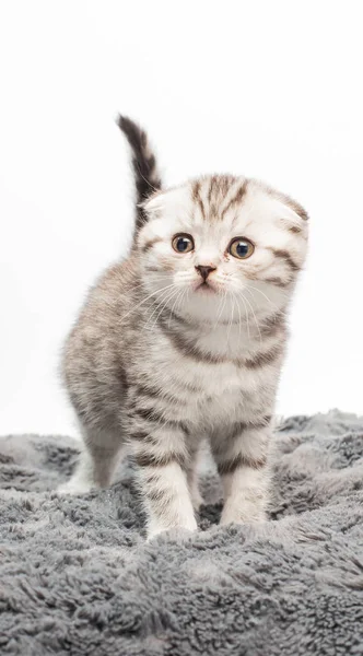 Nahaufnahme Von Entzückenden Kätzchen Auf Grauem Teppich — Stockfoto