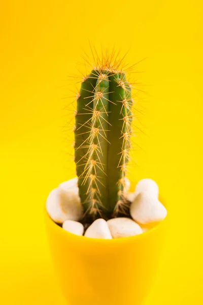 Close Zicht Groene Cactus Gele Pot Heldergele Achtergrond — Stockfoto