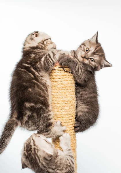 Vista Close Adoráveis Gatinhos Fofos Ativos Brincando Juntos — Fotografia de Stock