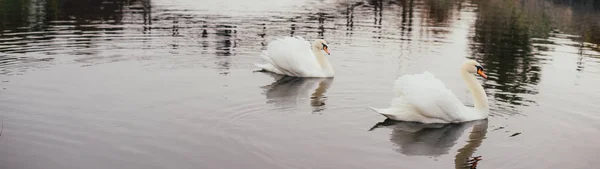 Красивые Белые Лебеди Купающиеся Озере Зимой — стоковое фото